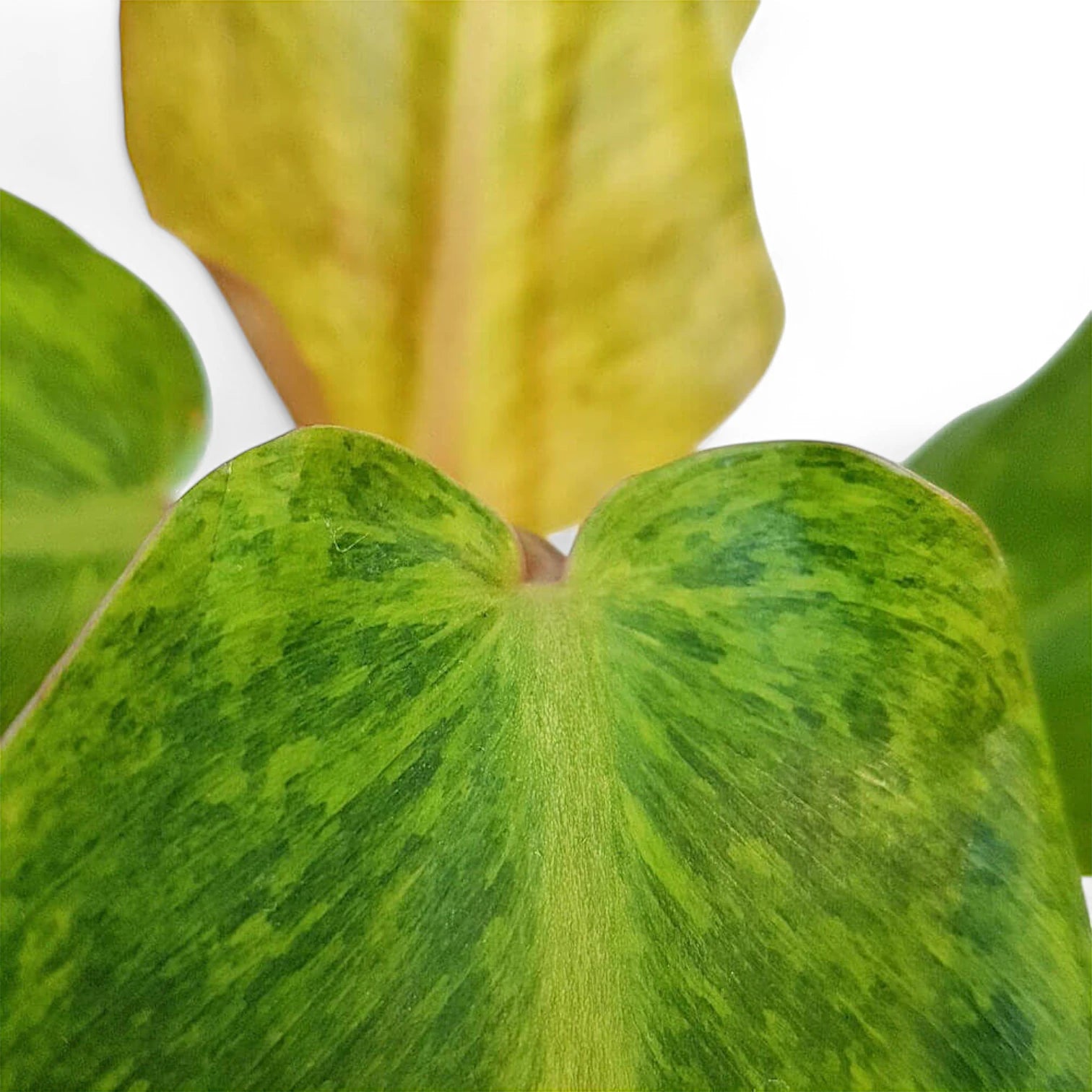 Philodendron 'Orange marmalade' ('Quadcolor') leaf close-up on white background.