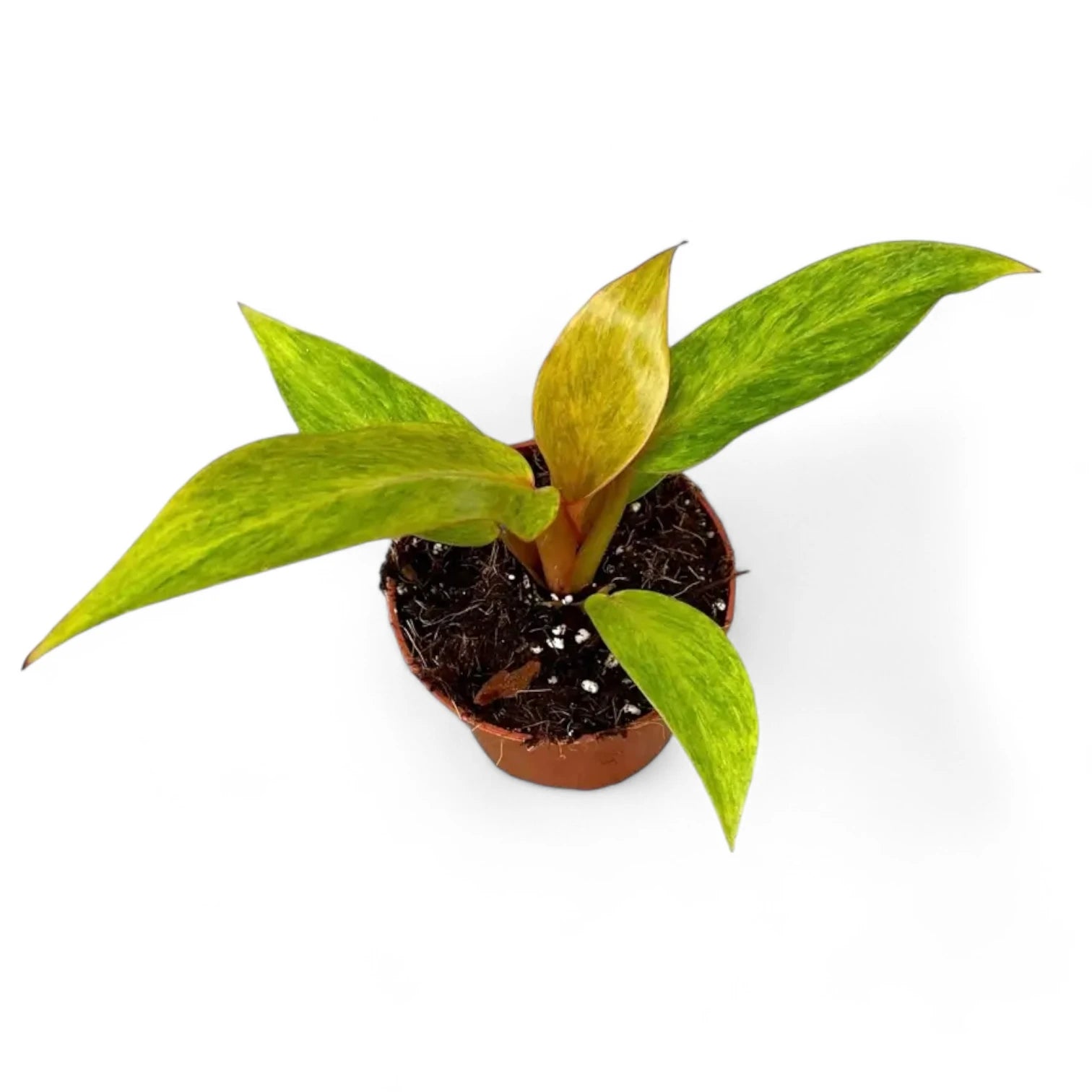 Philodendron 'Orange marmalade' ('Quadcolor') potted houseplant in nursery pot on white background, product photo 2.