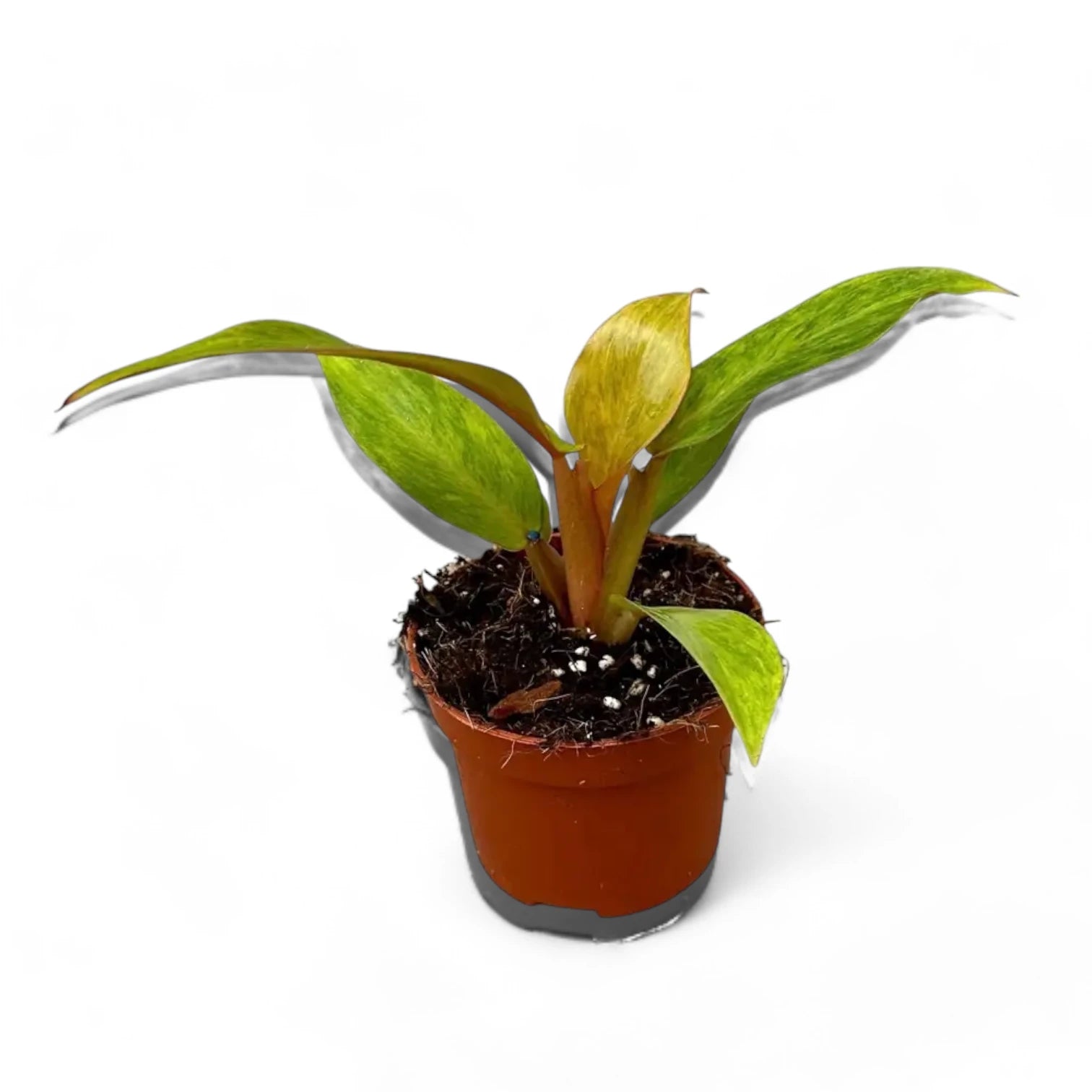 Philodendron 'Orange marmalade' ('Quadcolor') potted houseplant in nursery pot on white background, product photo 3.