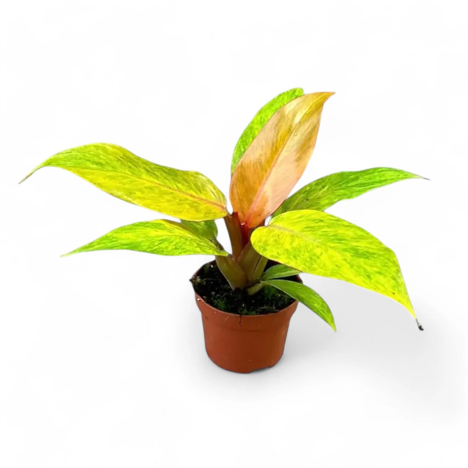 Philodendron 'Orange marmalade' ('Quadcolor') potted houseplant in nursery pot on white background, product photo 4.