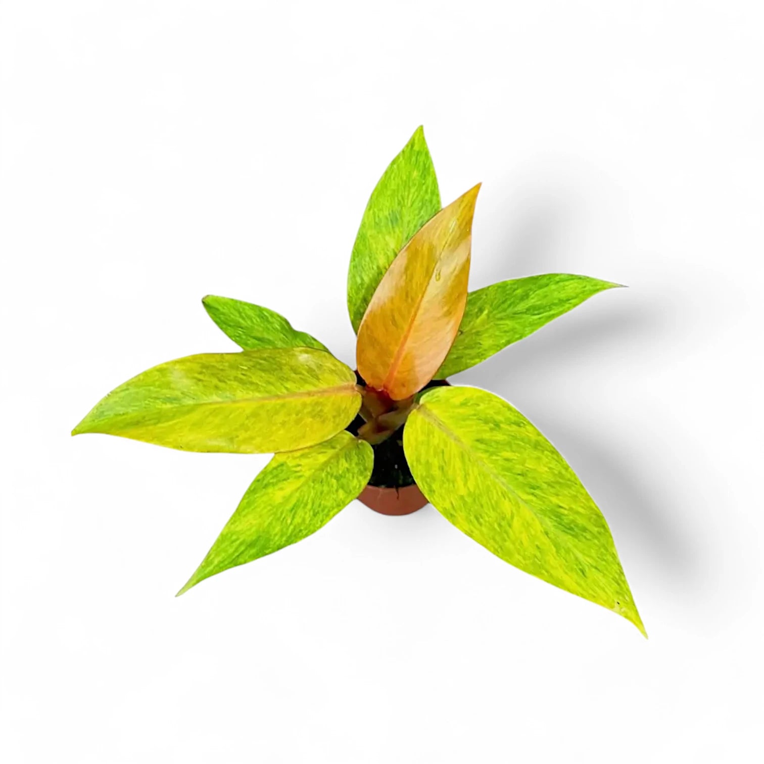 Philodendron 'Orange marmalade' ('Quadcolor') potted houseplant in nursery pot on white background, product photo 5.
