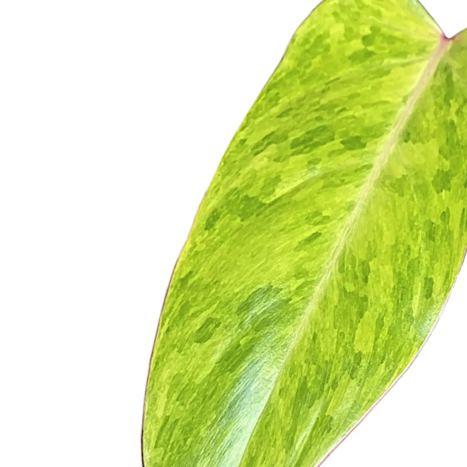 Philodendron 'Painted lady' – Blattdetail vor weißem Hintergrund..
