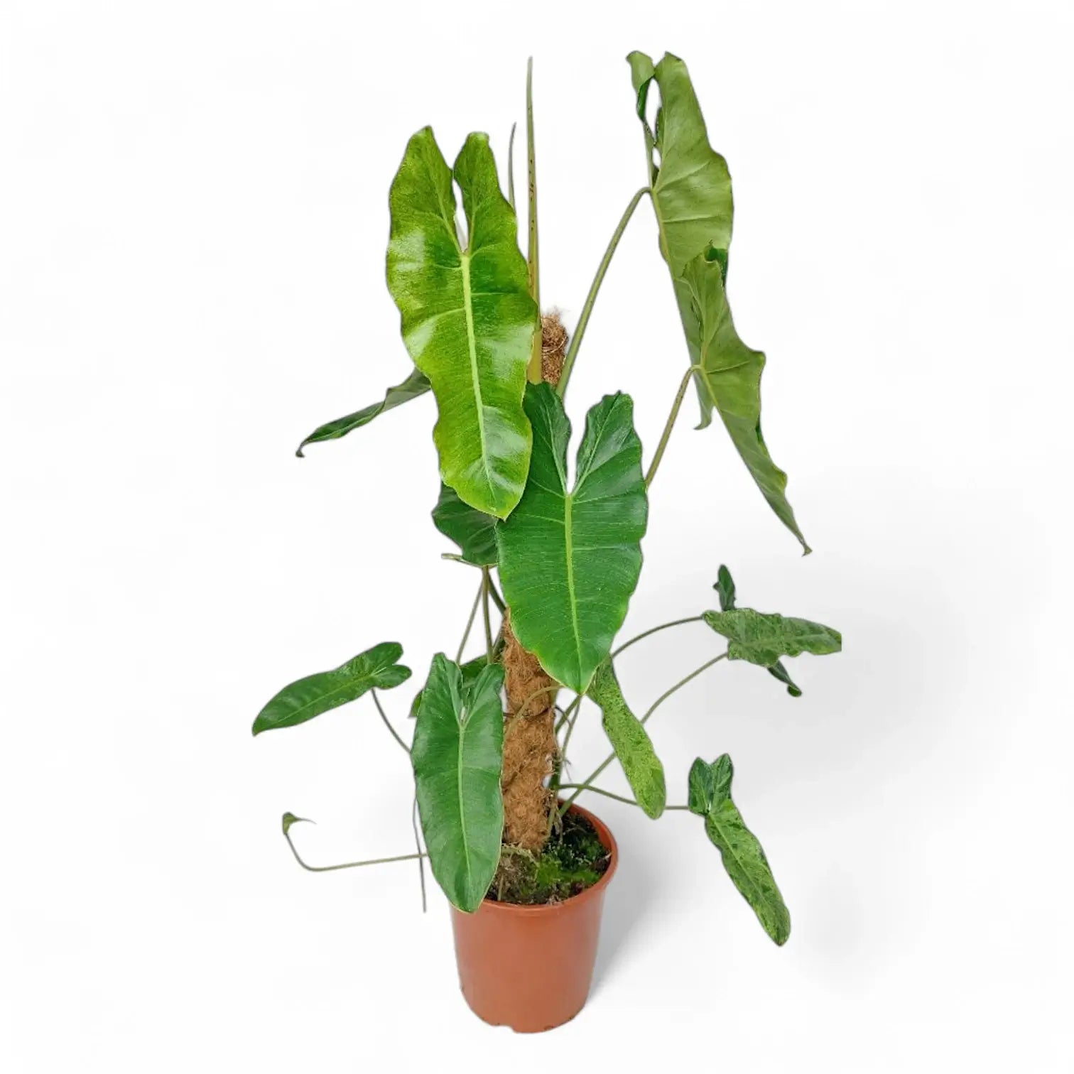 Philodendron 'Paraiso verde' – Zimmerpflanze im Kulturtopf auf weißem Hintergrund, Produktfoto 14.