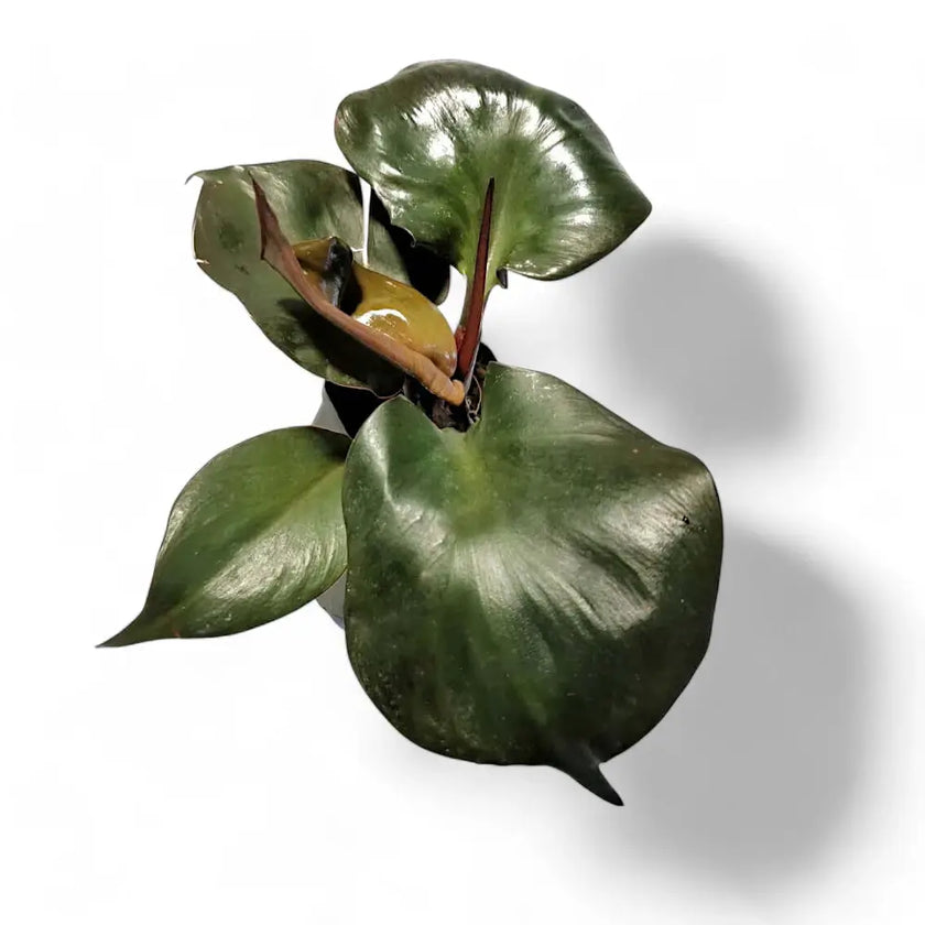 Philodendron 'Red Heart' â Blattdetail vor weiĂem Hintergrund..