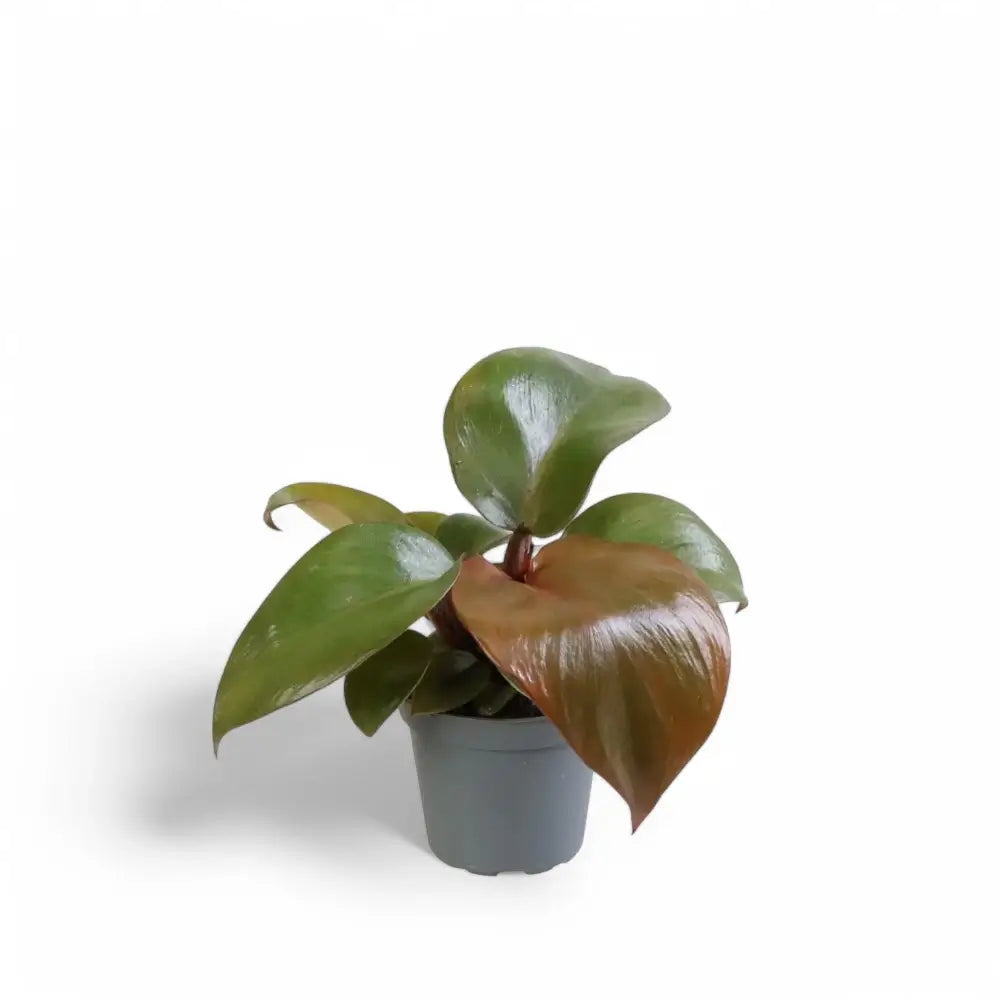 Philodendron 'Red Heart' Zimmerpflanze im Anzuchttopf vor weiĂźem Hintergrund, Produktfoto 2.