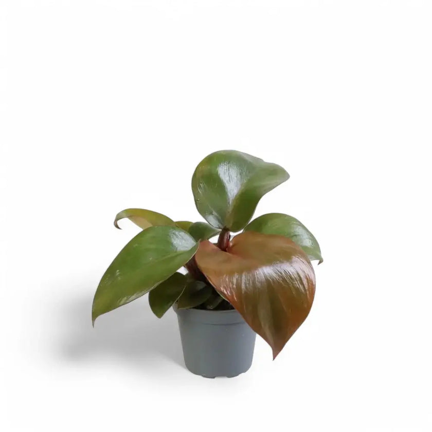 Philodendron 'Red Heart' Zimmerpflanze im Anzuchttopf vor weiĂem Hintergrund, Produktfoto 2.