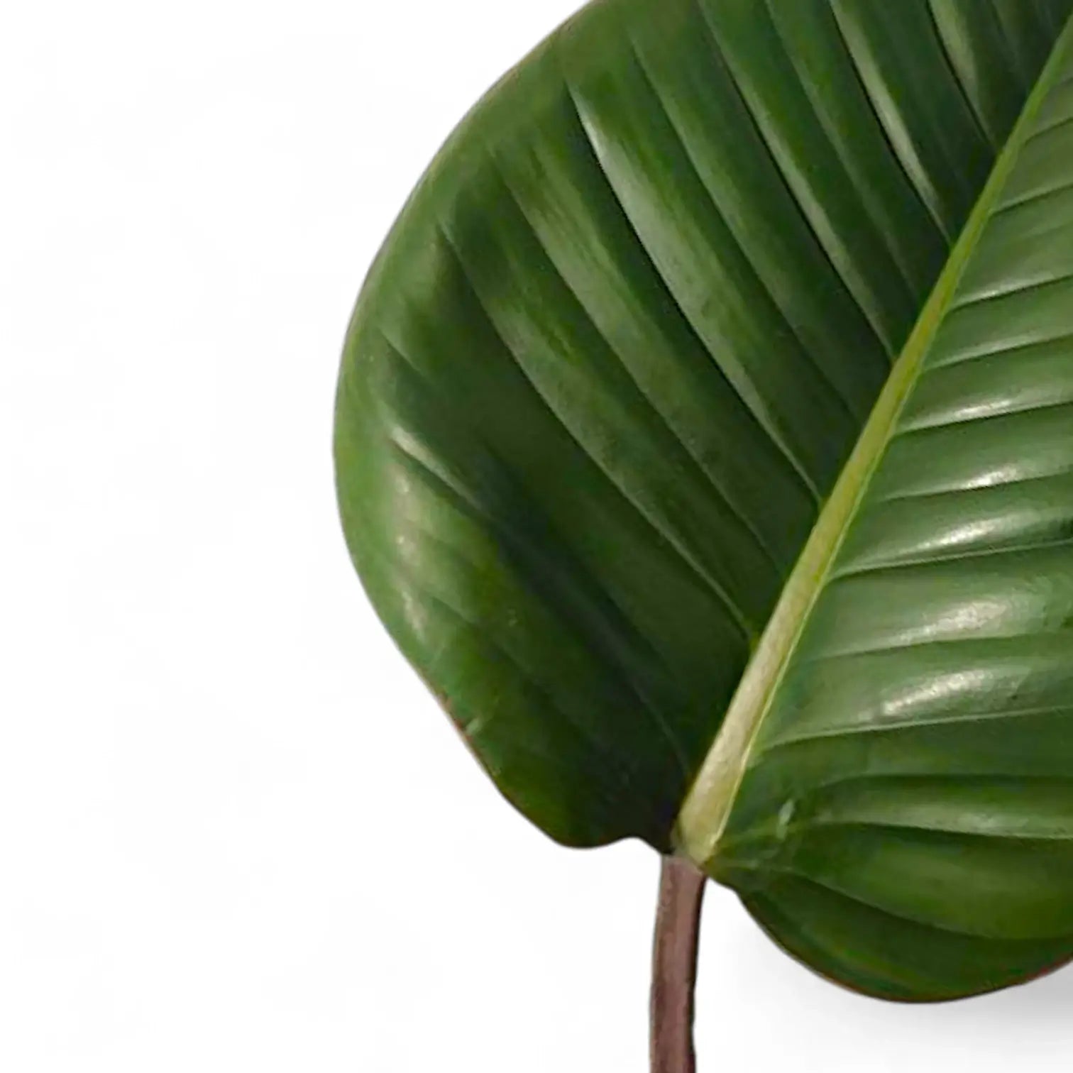 Philodendron 'Red beauty' – Blattdetail vor weißem Hintergrund..