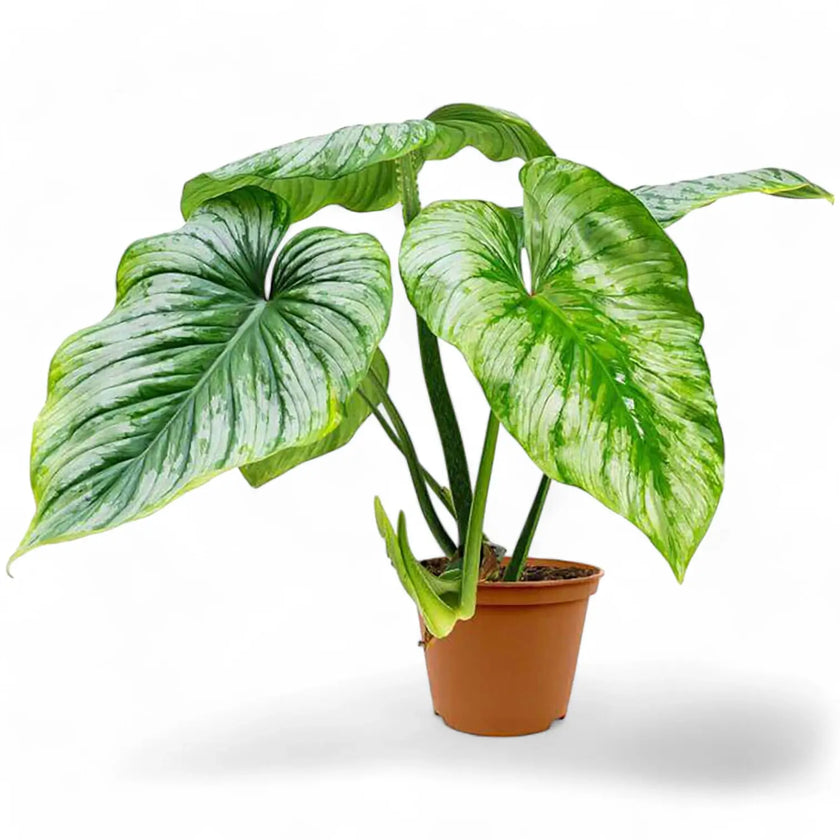 Philodendron 'Silver cloud' potted houseplant in nursery pot on white background, product photo 2.