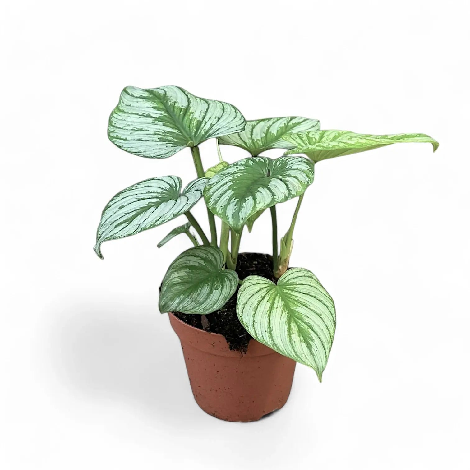 Philodendron 'Silver cloud' Zimmerpflanze im Anzuchttopf vor weiĂźem Hintergrund, Produktfoto 4.