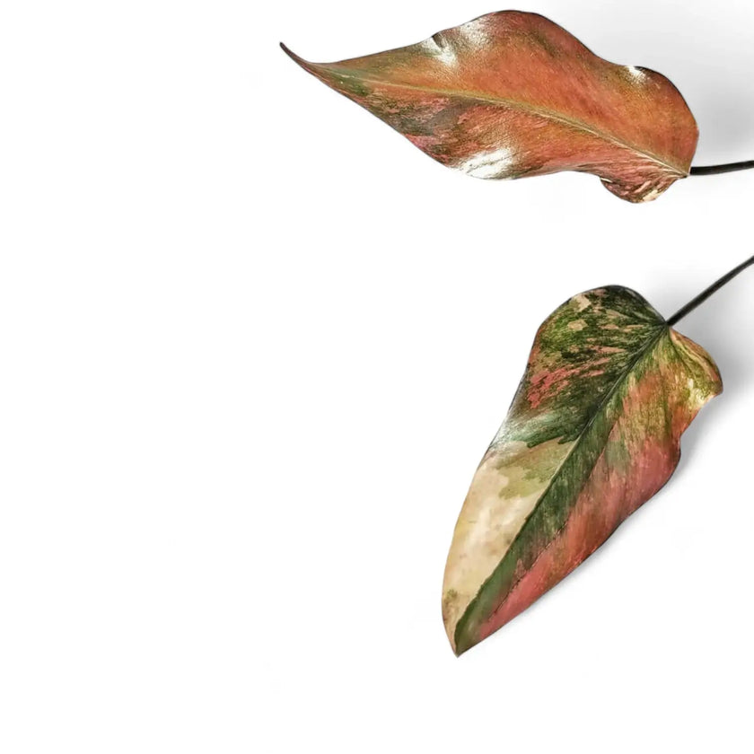 Philodendron 'Strawberry shake' ('Red Emerald' variegata) â Blattdetail vor weiĂem Hintergrund..