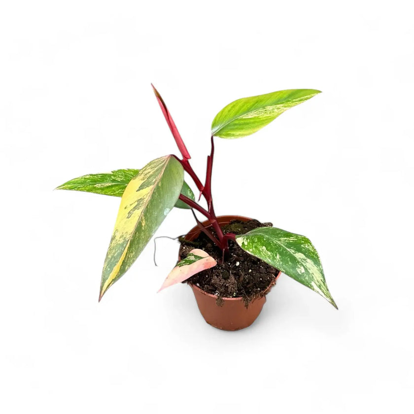 Philodendron 'Strawberry shake' ('Red Emerald' variegata) Zimmerpflanze im Anzuchttopf vor weiĂem Hintergrund, Produktfoto 2.