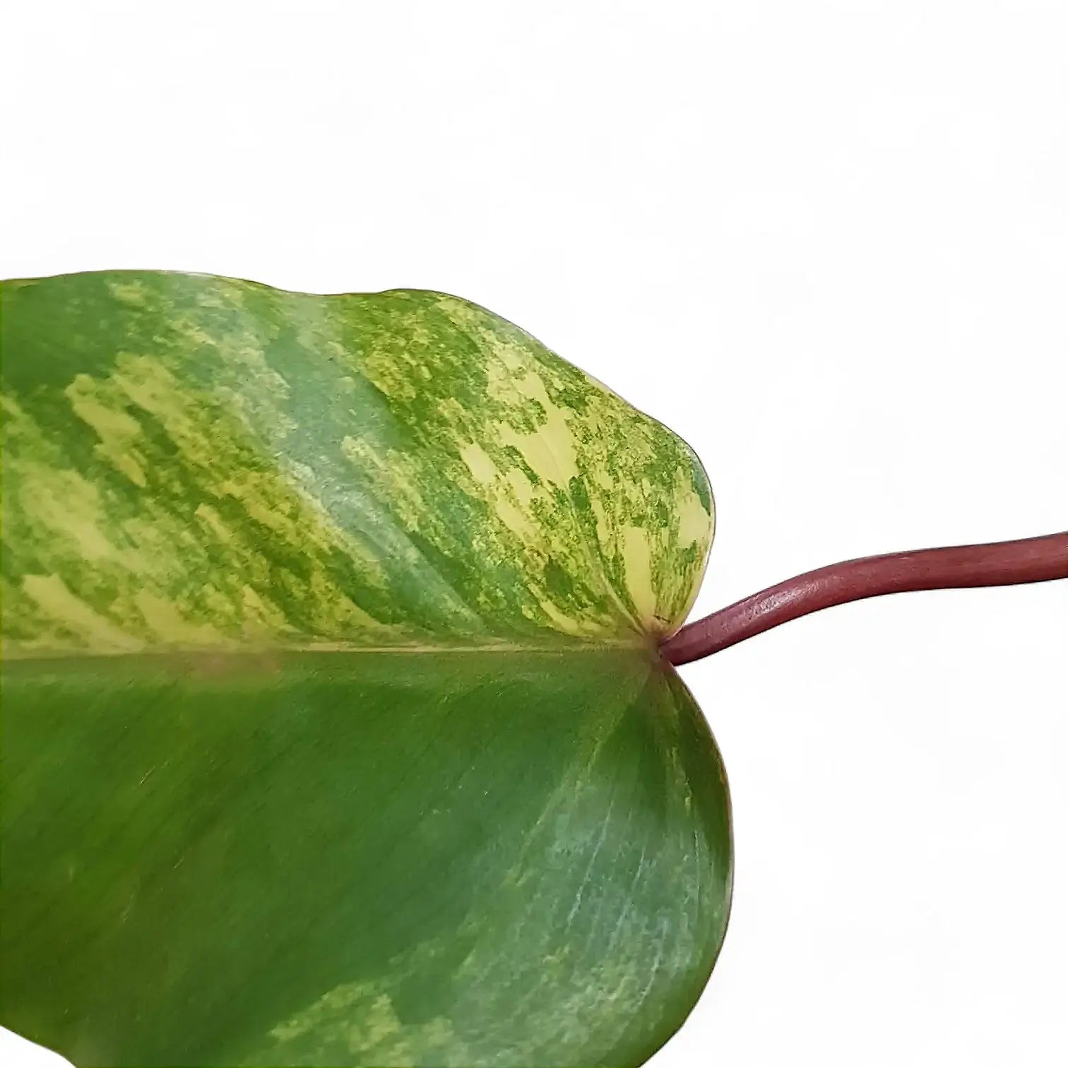 Philodendron 'Strawberry shake' ('Red Emerald' variegata) potted houseplant in nursery pot on white background, product photo 4.