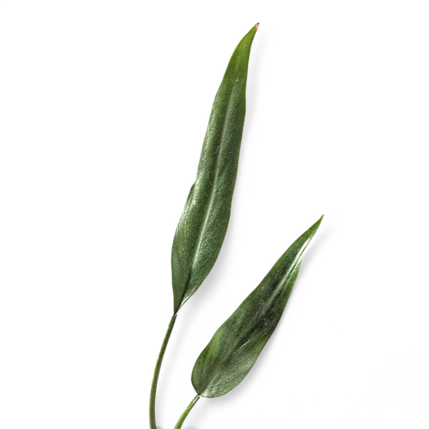 Philodendron 'Sucre's Slim' leaf close-up on white background.