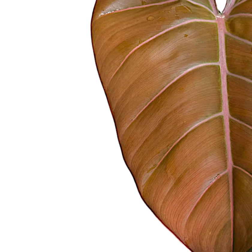 Philodendron 'Summer Glory' (gloriosum x 'McColley's Finale'x) leaf close-up on white background.