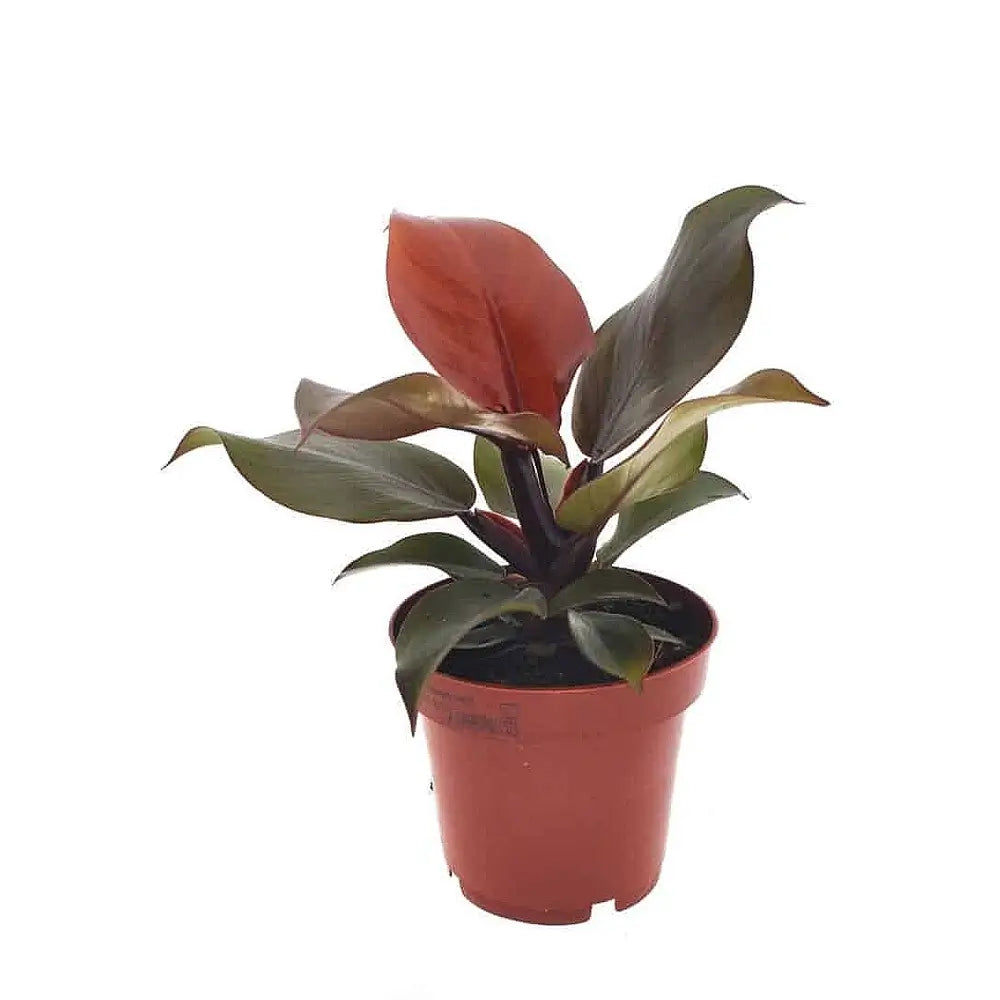Philodendron 'Sunlight' potted houseplant in nursery pot on white background, product photo 2.
