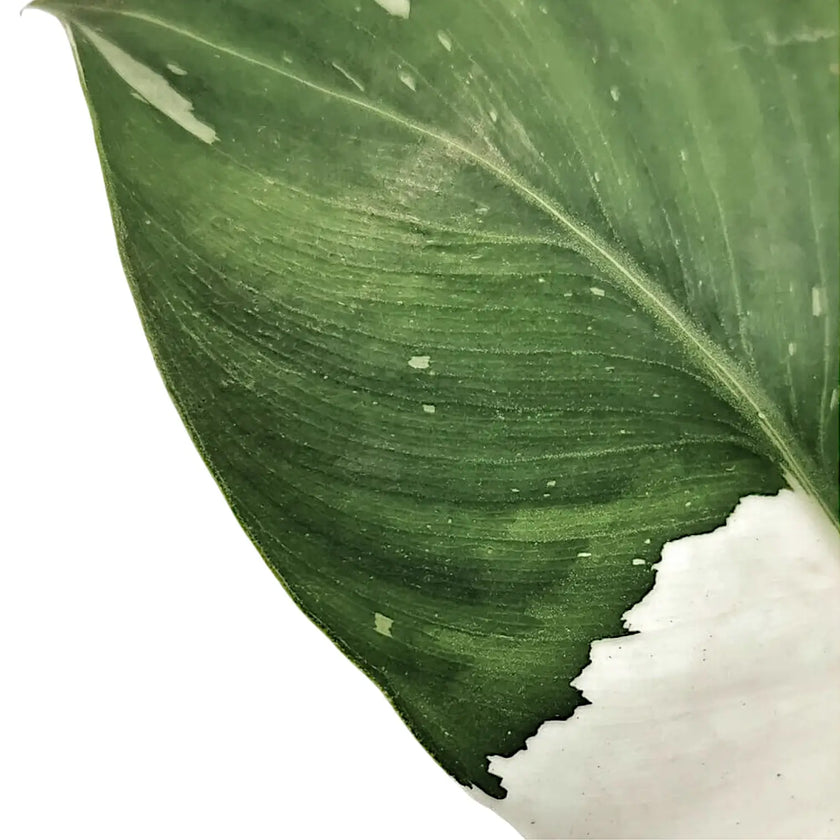 Philodendron 'White wizard' leaf close-up on white background.