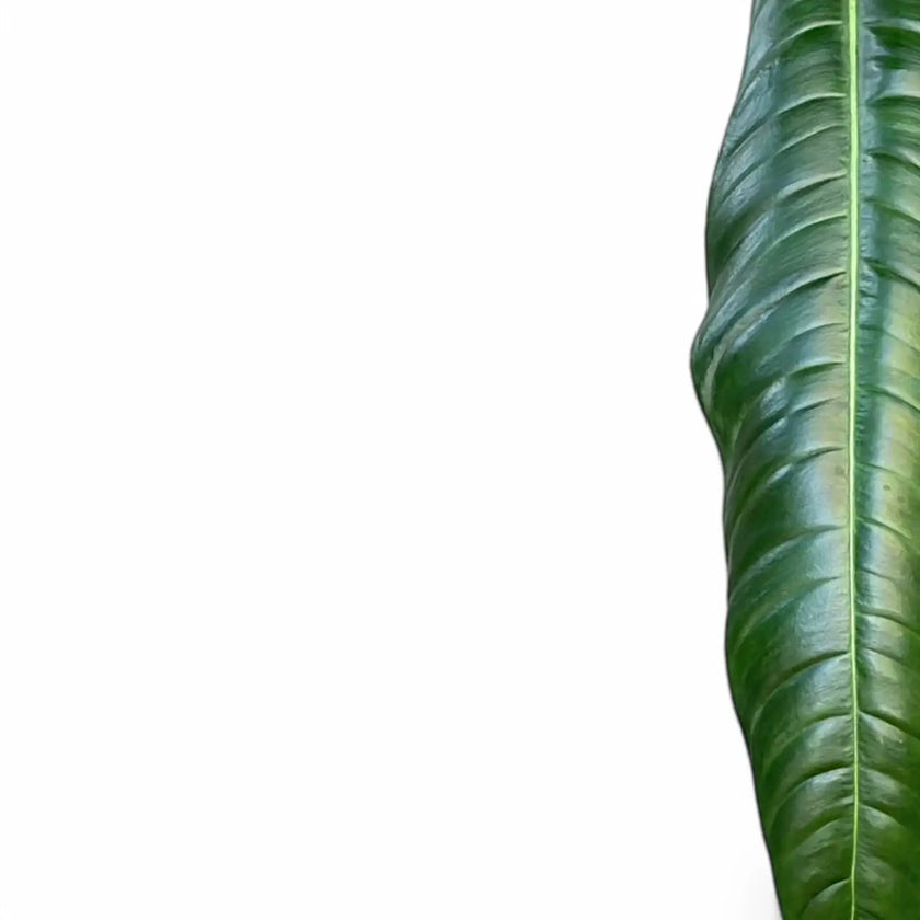 Philodendron acutifolium leaf close-up on white background.