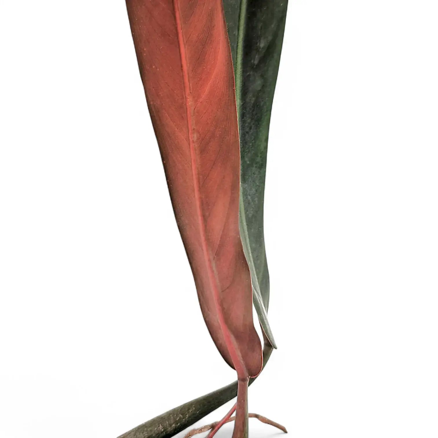 Philodendron bicolor leaf close-up on white background.