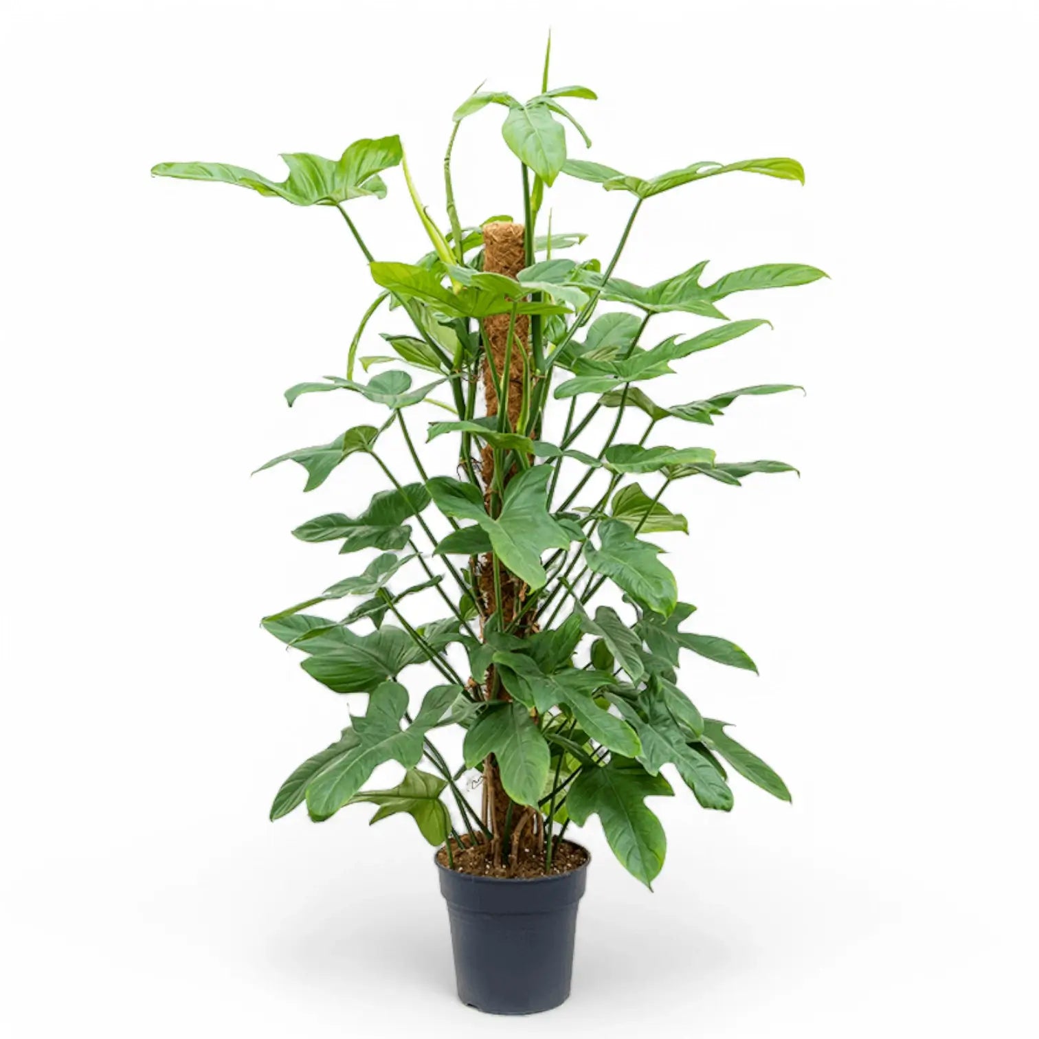 Philodendron bipennifolium Zimmerpflanze im Anzuchttopf vor weiĂźem Hintergrund, Produktfoto 4.