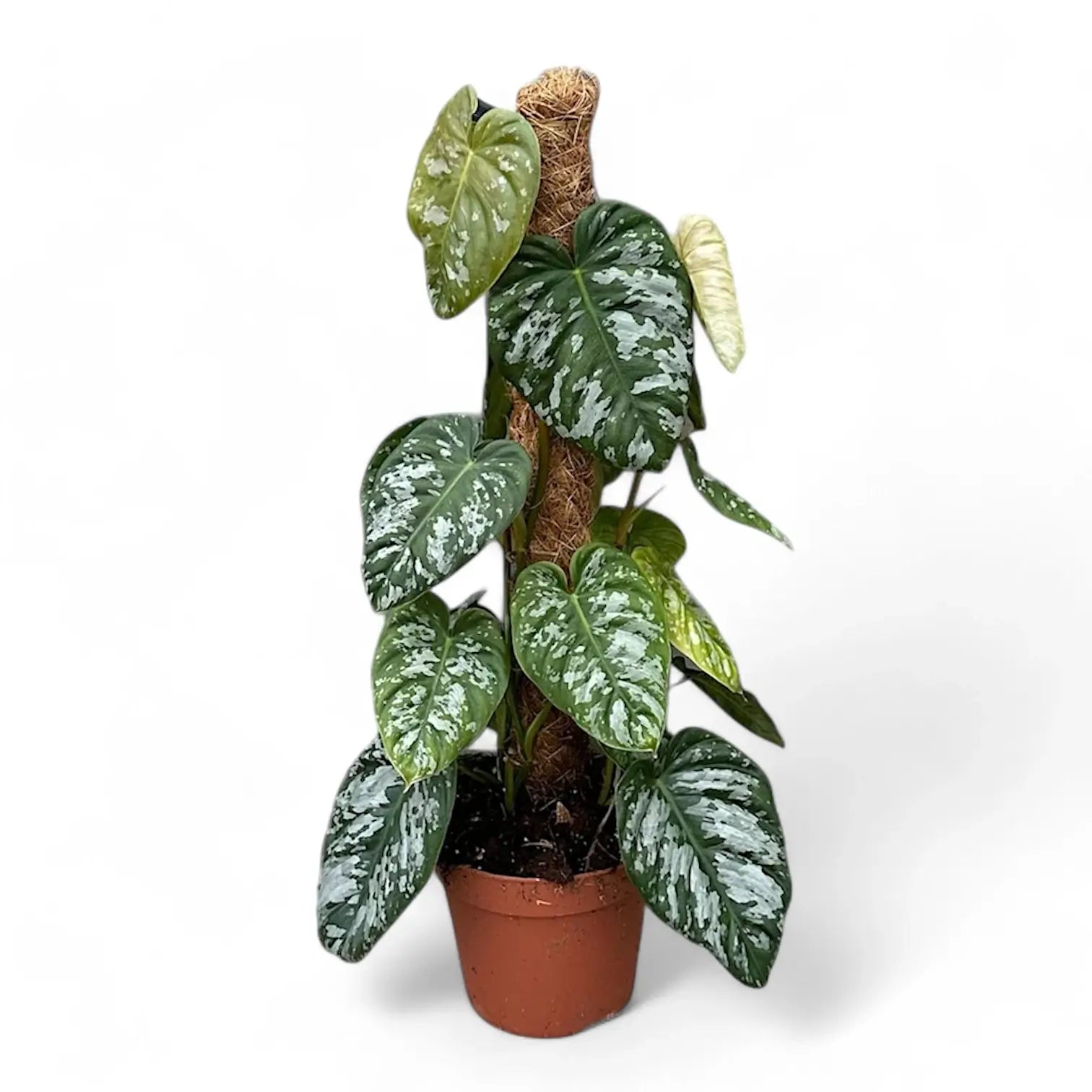 Philodendron brundtianum aff aka 'Wild Form' Zimmerpflanze im Anzuchttopf vor weiĂźem Hintergrund, Produktfoto 3.