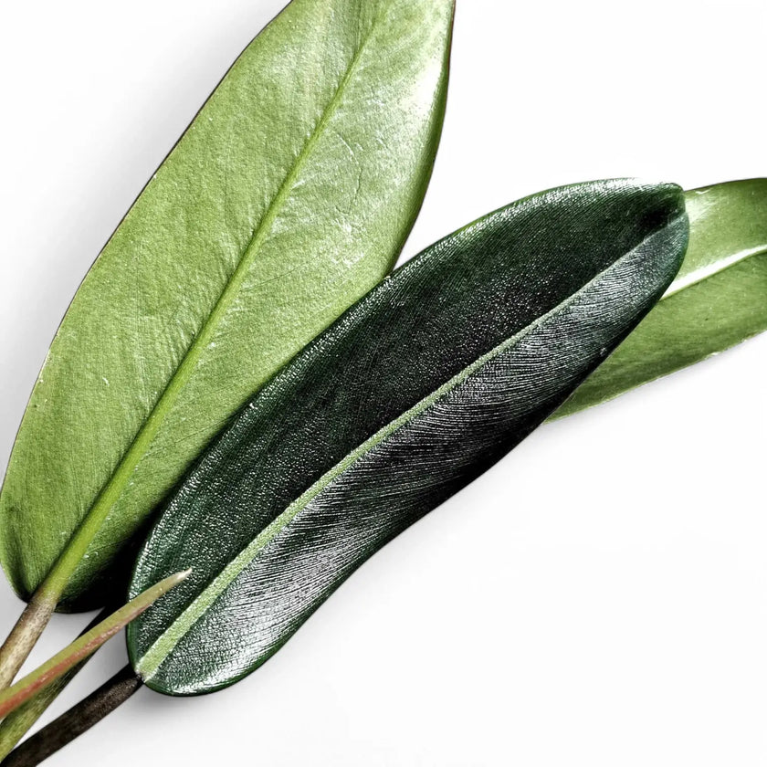 Philodendron callosum leaf close-up on white background.