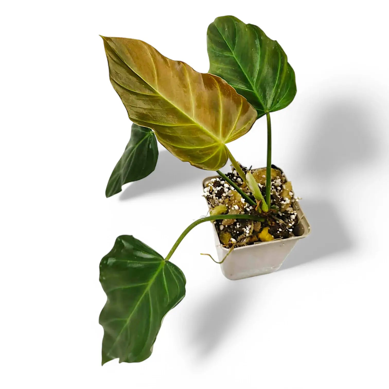 Philodendron corsinianum potted houseplant in nursery pot on white background, product photo 3.