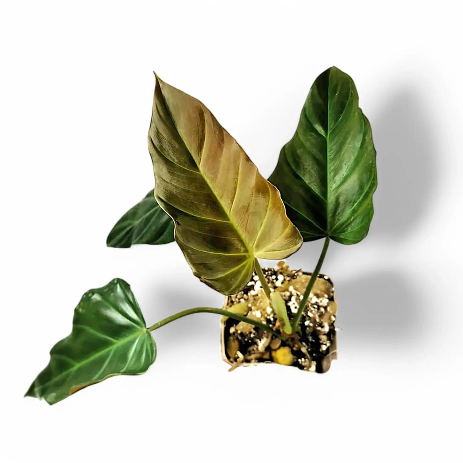 Philodendron corsinianum potted houseplant in nursery pot on white background, product photo 4.