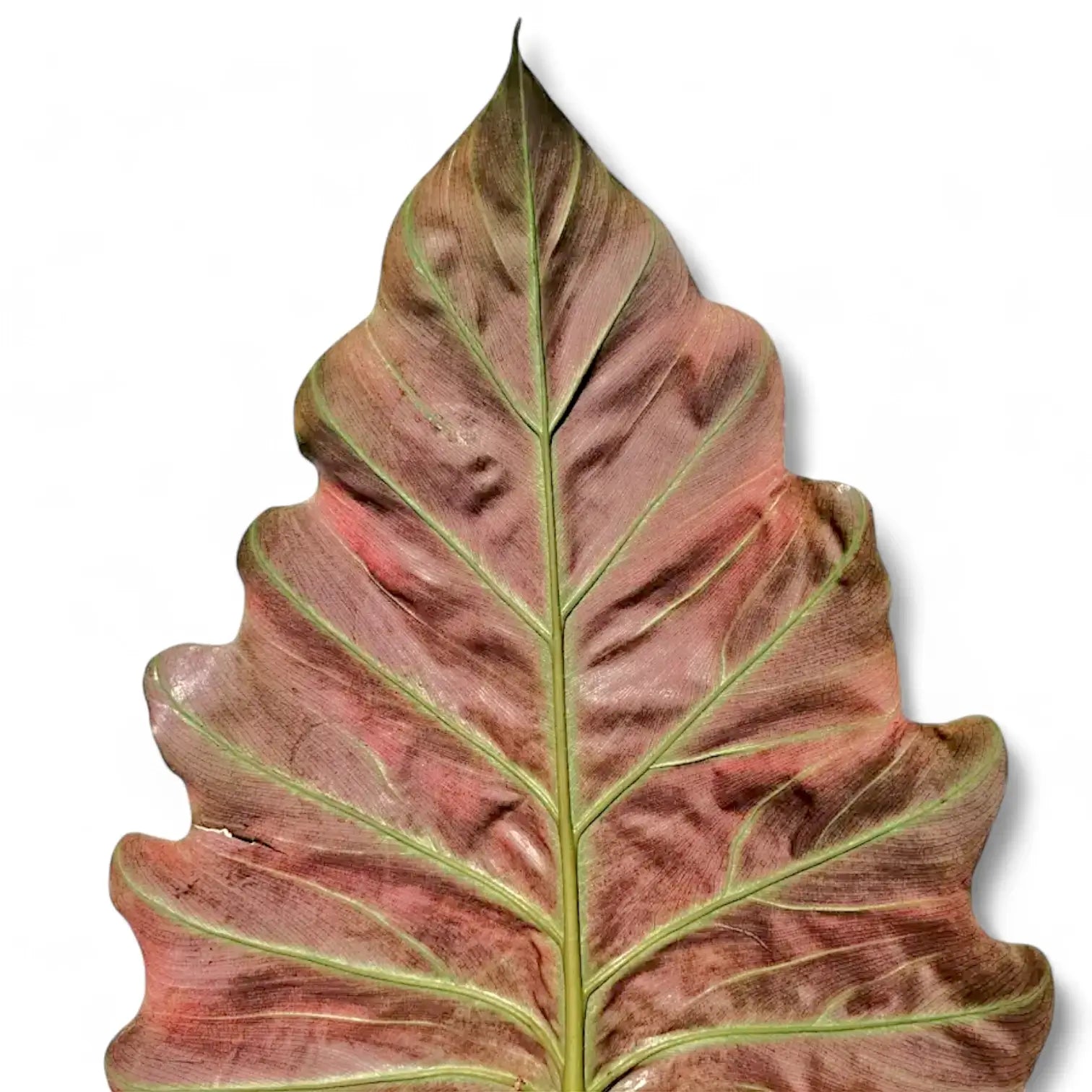 Philodendron corsinianum potted houseplant in nursery pot on white background, product photo 6.