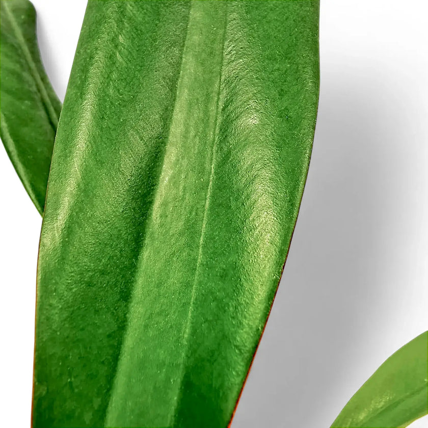 Philodendron crassinervium â Blattdetail vor weiĂem Hintergrund..