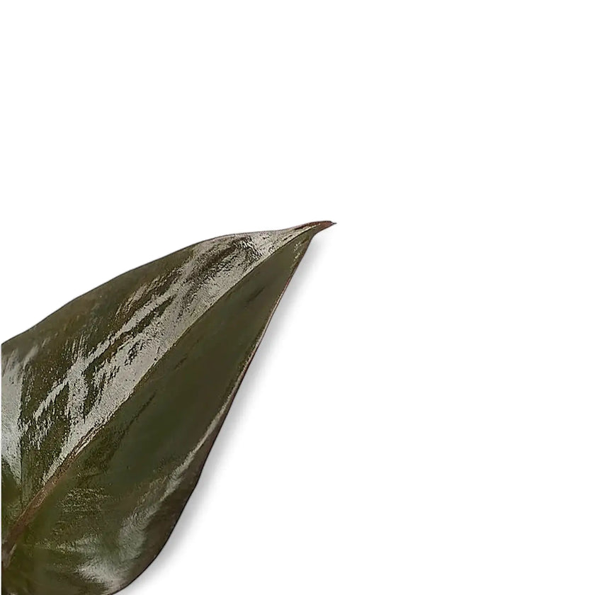 Philodendron erubescens 'New Red' leaf close-up on white background.