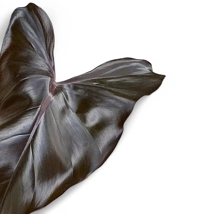 Philodendron erubescens x 'Dark Lord' leaf close-up on white background.