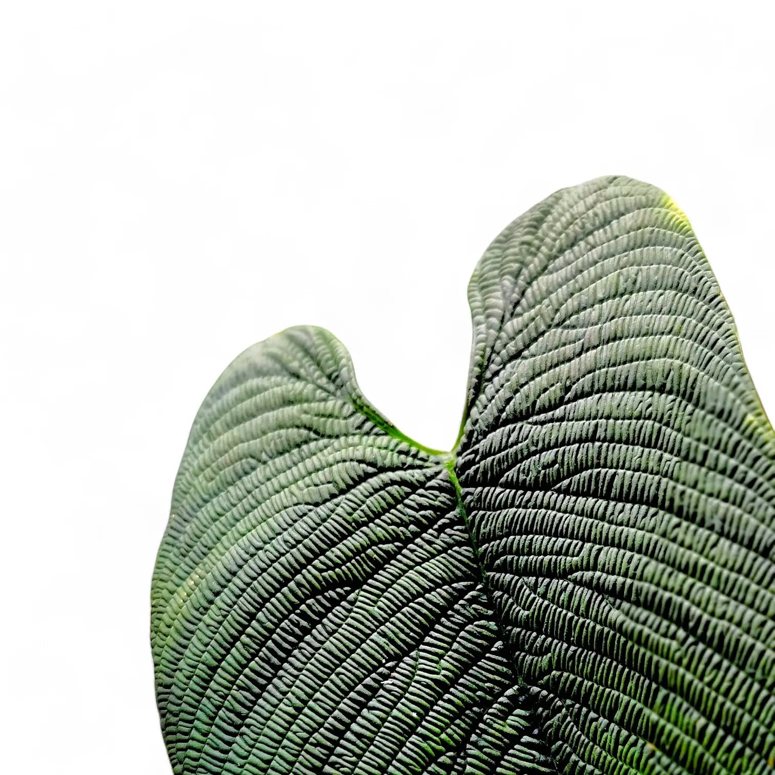 Philodendron furcatum potted houseplant in nursery pot on white background, product photo 2.