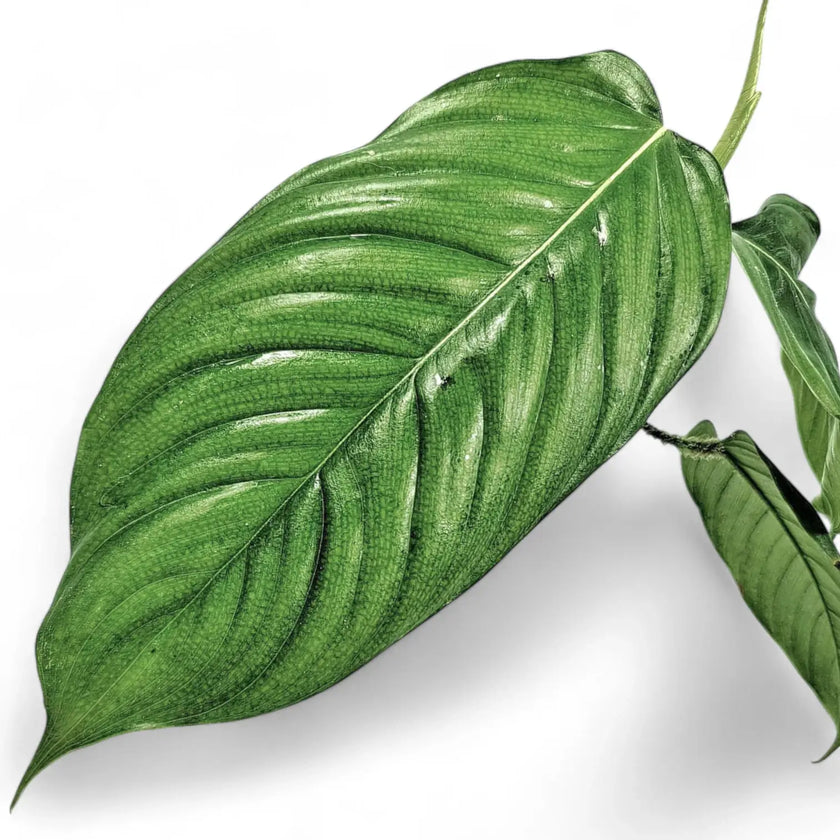 Philodendron genevievianum leaf close-up on white background.