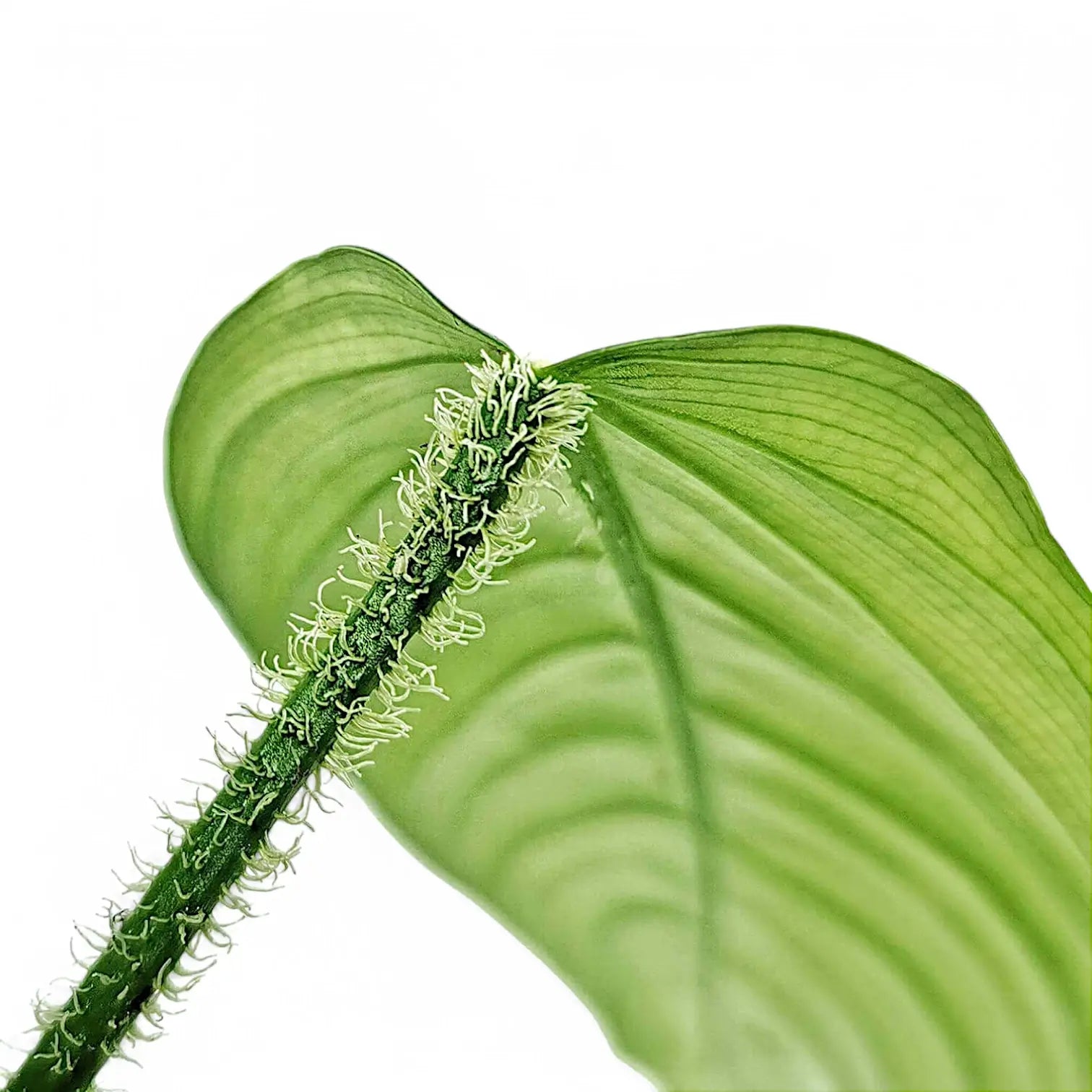 Philodendron genevievianum potted houseplant in nursery pot on white background, product photo 2.