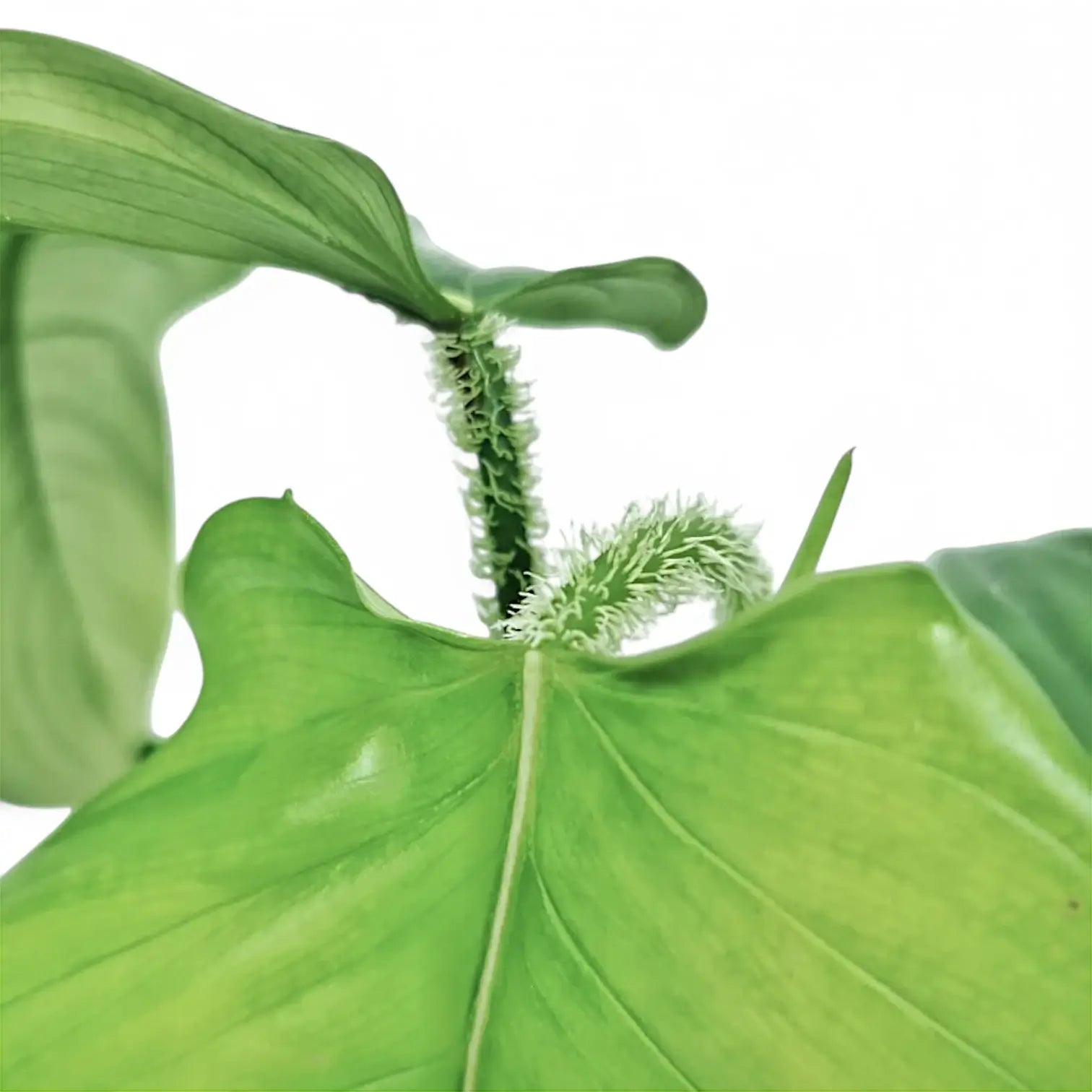 Philodendron genevievianum potted houseplant in nursery pot on white background, product photo 4.