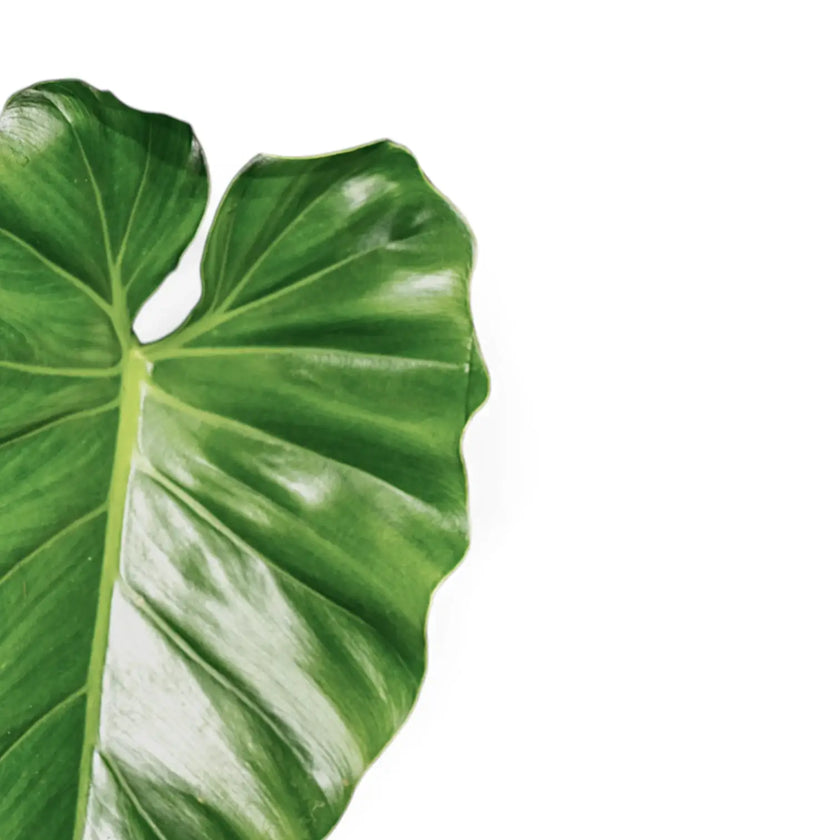 Philodendron giganteum â Blattdetail vor weiĂem Hintergrund..