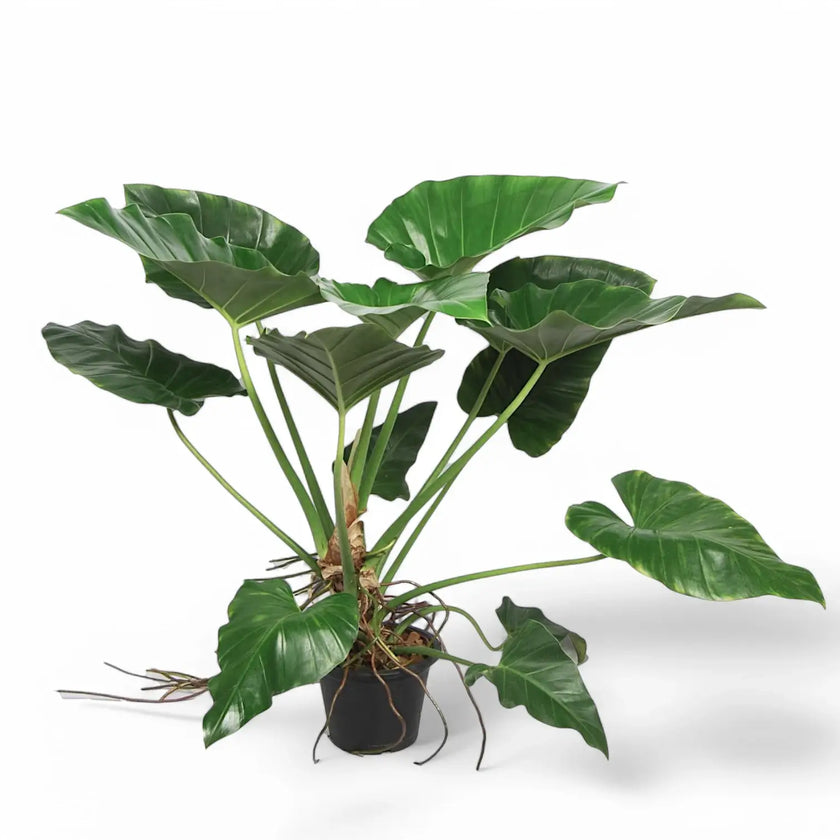 Philodendron giganteum Zimmerpflanze im Anzuchttopf vor weiĂem Hintergrund, Produktfoto 2.