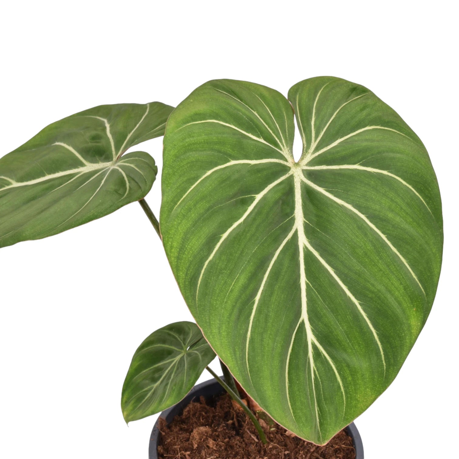 Philodendron gloriosum 'Zebra' potted houseplant in nursery pot on white background, product photo 3.