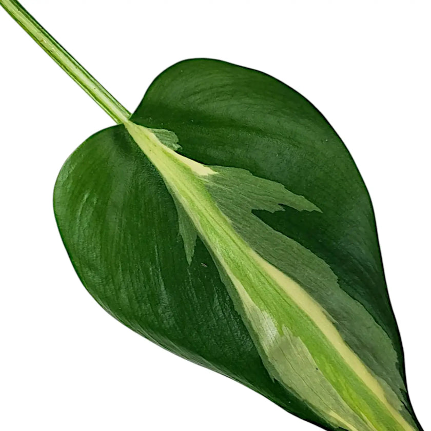 Philodendron hederaceum var. oxycardium 'Cream Splash' – Blattdetail vor weißem Hintergrund..