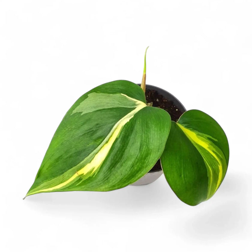 Philodendron hederaceum var. oxycardium 'Cream Splash' Zimmerpflanze im Anzuchttopf vor weißem Hintergrund, Produktfoto 2.