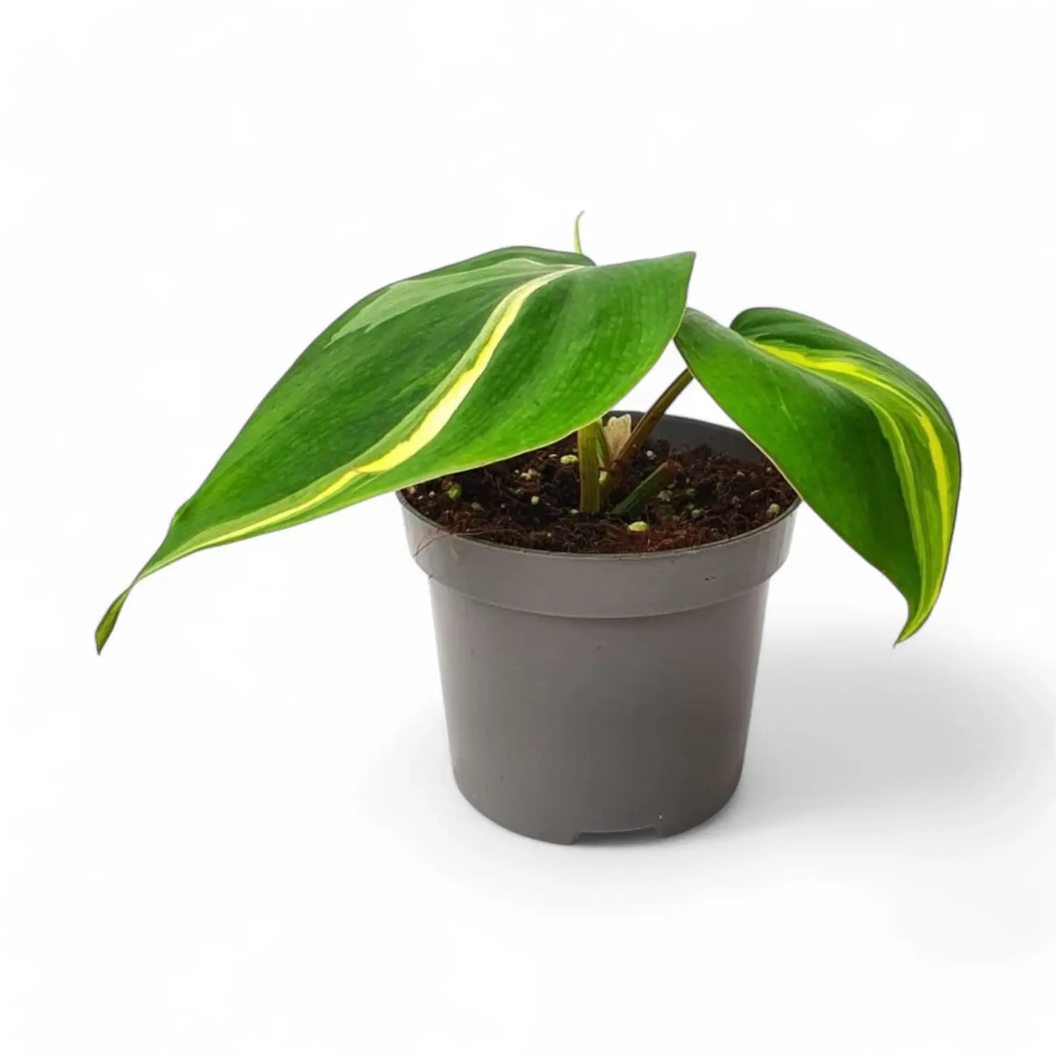 Philodendron hederaceum var. oxycardium 'Cream Splash' potted houseplant in nursery pot on white background, product photo 3.