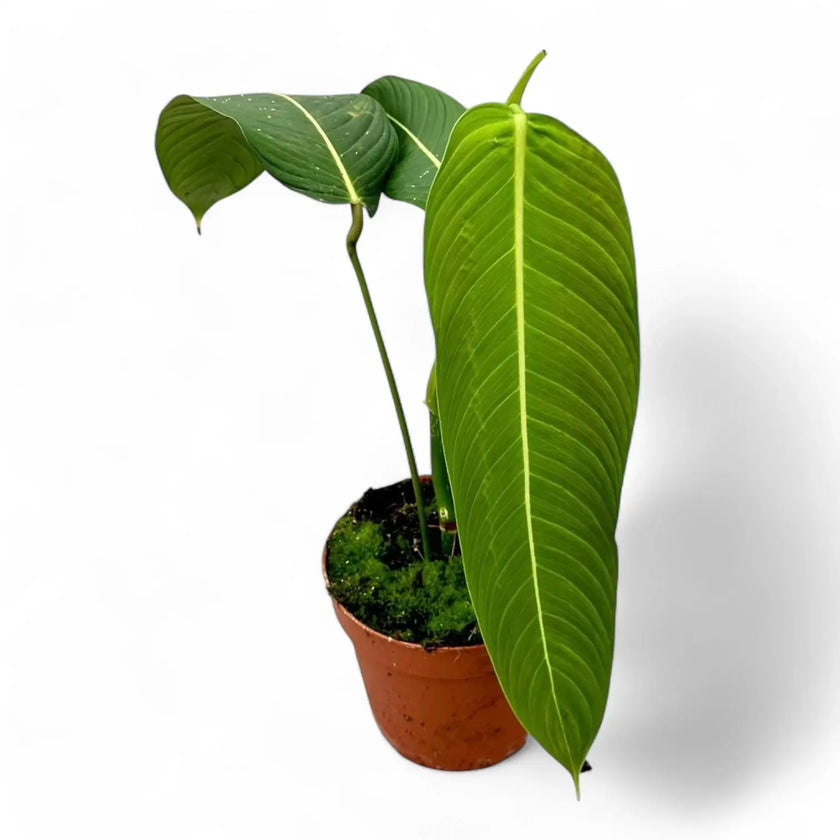 Philodendron heterocraspedon potted houseplant in nursery pot on white background, product photo 2.