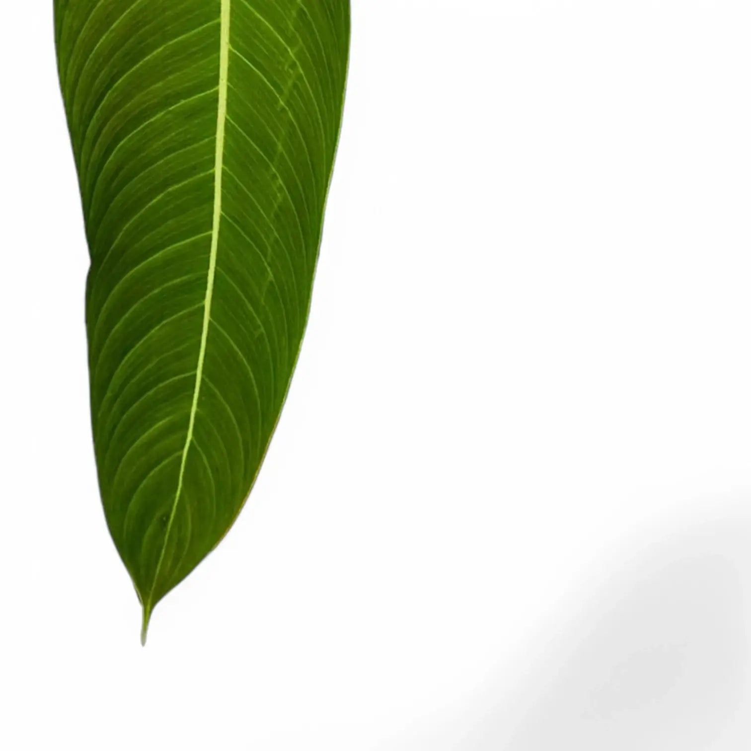 Philodendron heterocraspedon potted houseplant in nursery pot on white background, product photo 4.