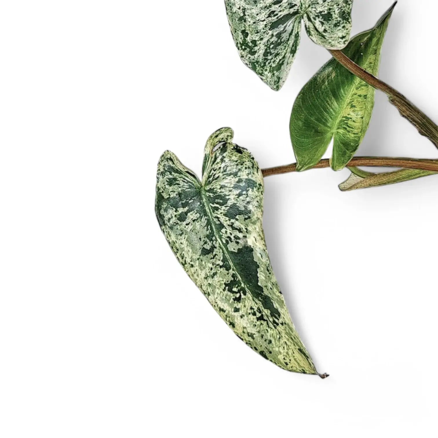 Philodendron ilsemanii potted houseplant in nursery pot on white background, product photo 2.