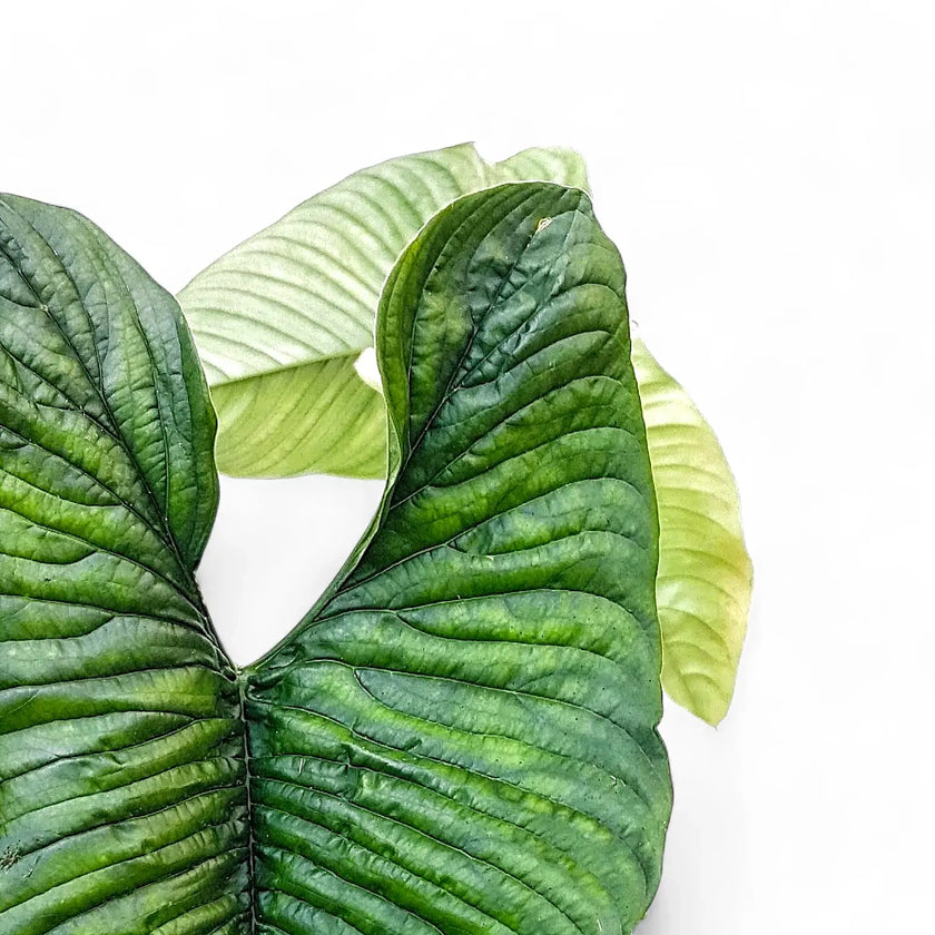 Philodendron lynnhannoniae – Blattdetail vor weißem Hintergrund..