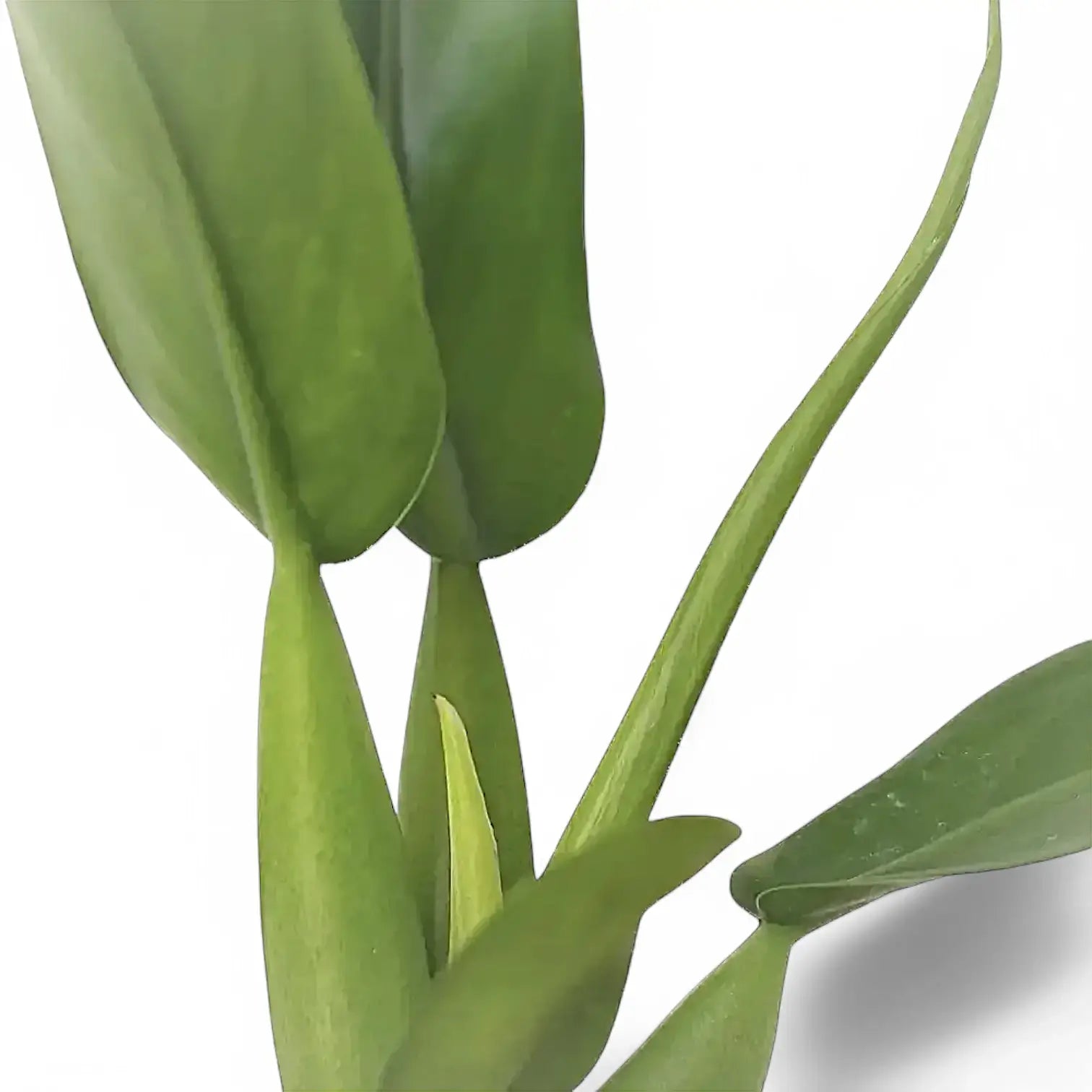Philodendron martianum 'Pacová' ('Fatboy') leaf close-up on white background.