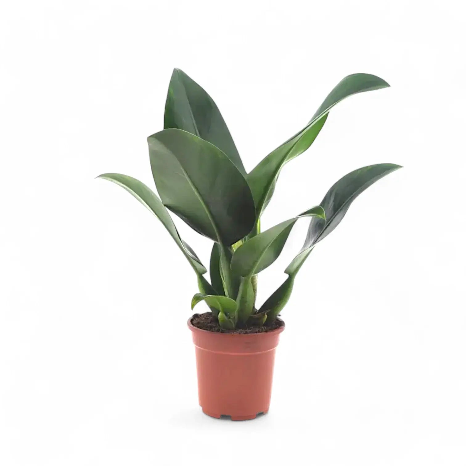 Philodendron martianum 'Pacová' ('Fatboy') potted houseplant in nursery pot on white background, product photo 3.