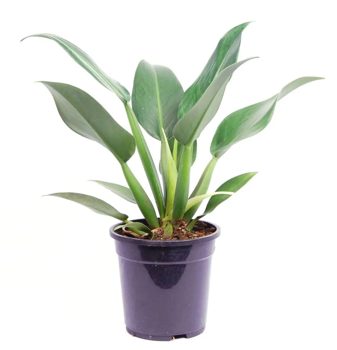 Philodendron martianum 'Pacová' ('Fatboy') potted houseplant in nursery pot on white background, product photo 4.