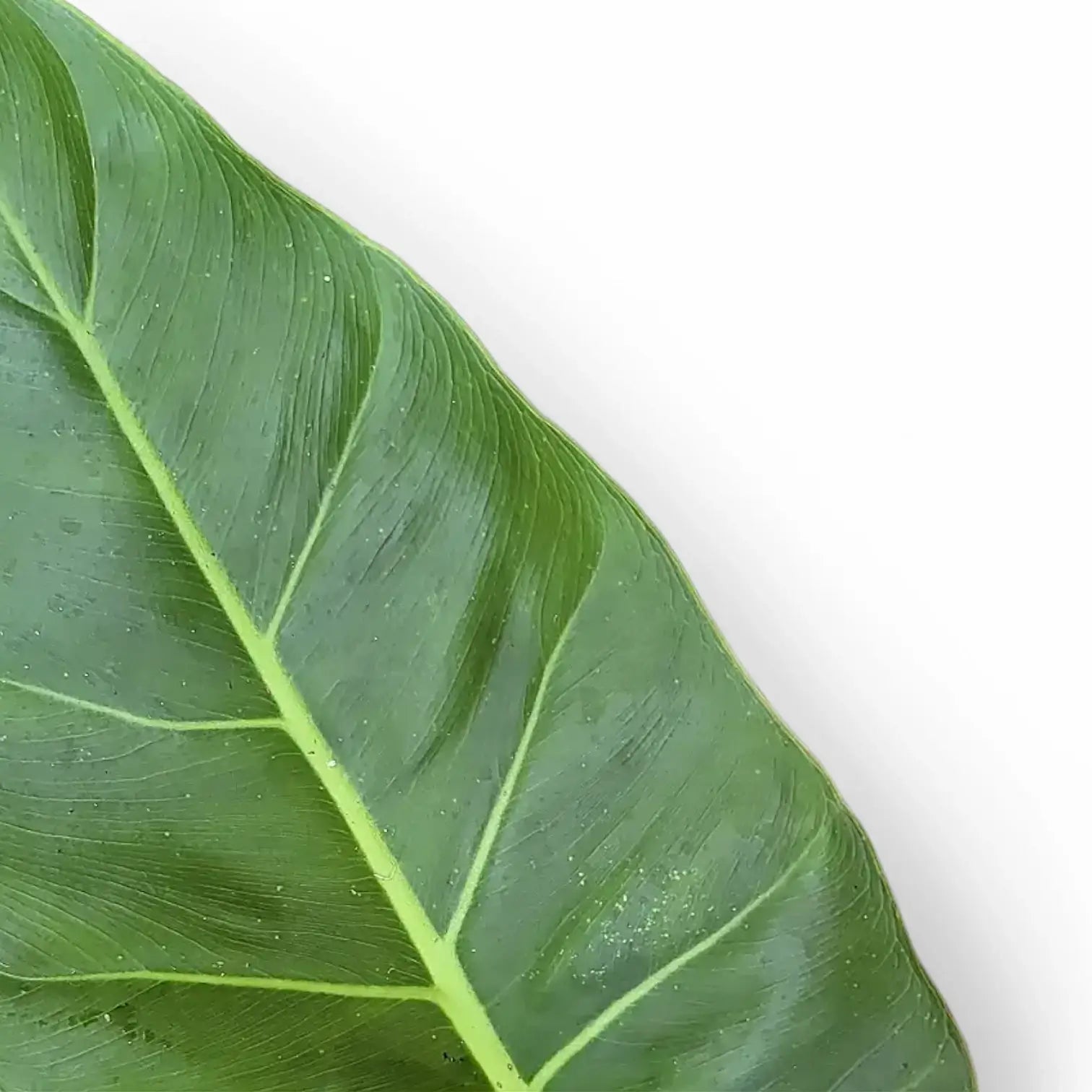 Philodendron melinonii – Blattdetail vor weißem Hintergrund..