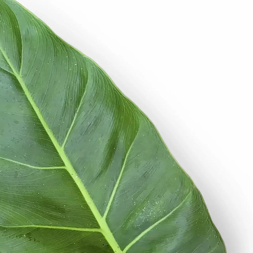 Philodendron melinonii â Blattdetail vor weiĂem Hintergrund..